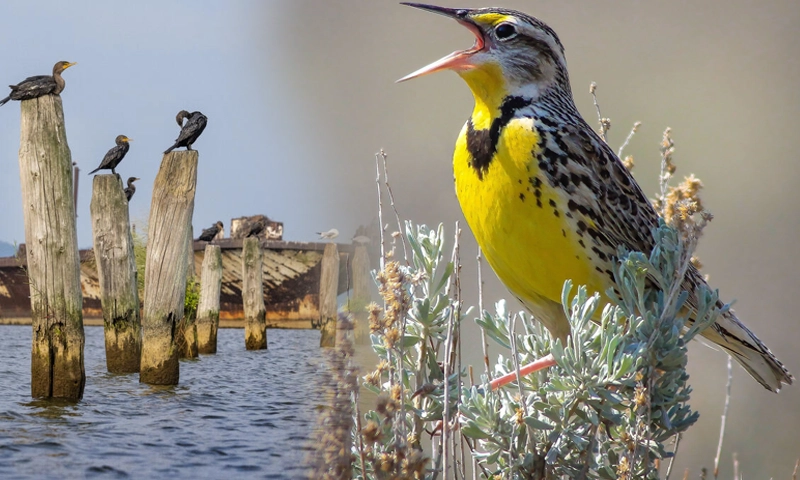 American bird