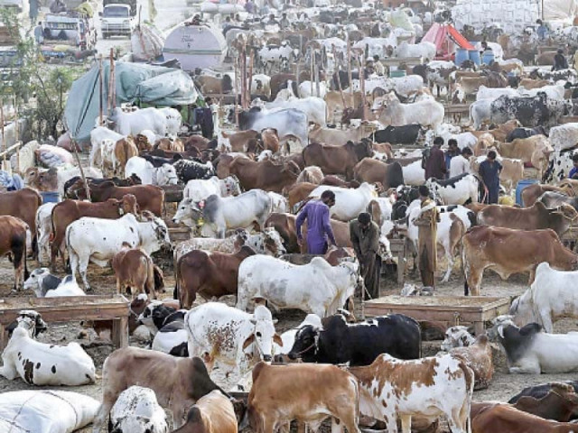 security on high alert for cattle markets in Punjab