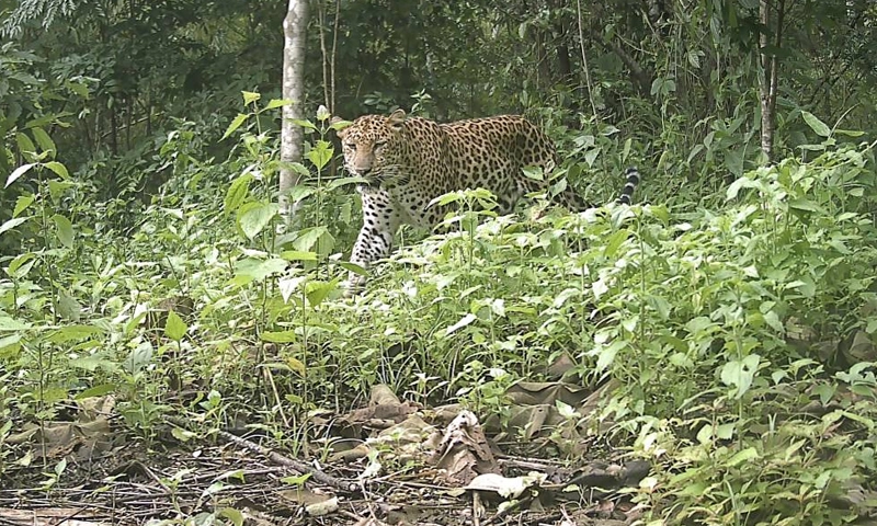 leopard