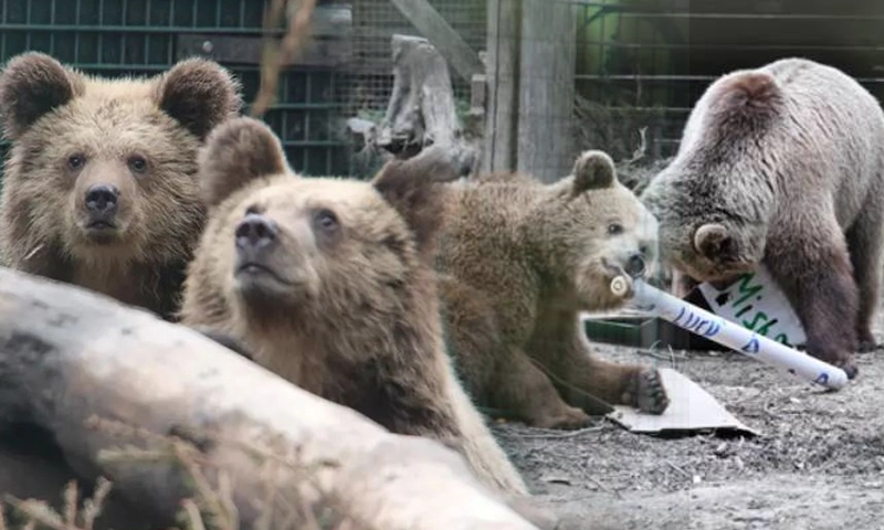 Bears