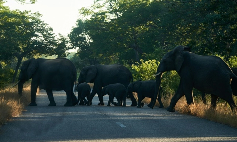 elephants