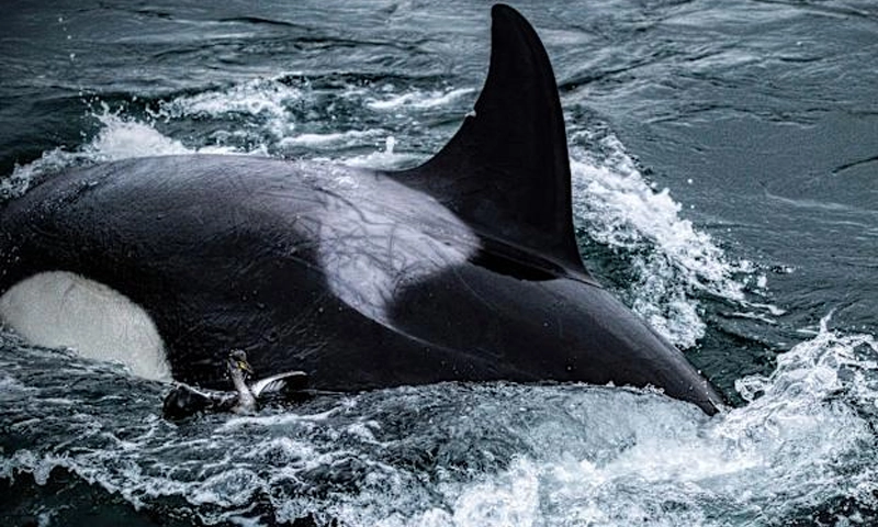 whales