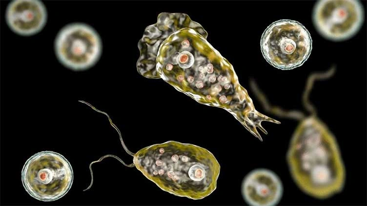 Naegleria