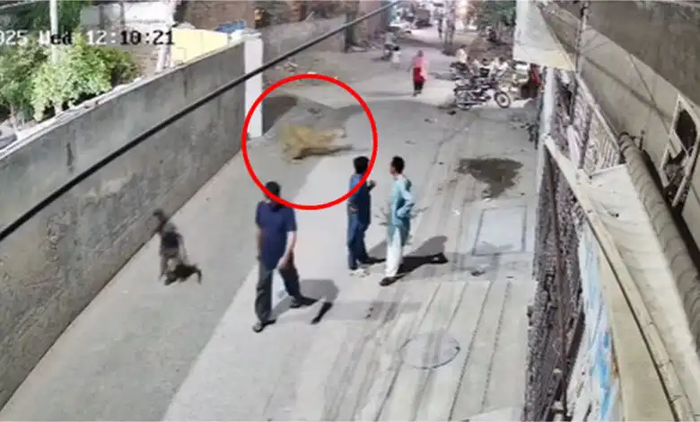 Lahore lion attack
