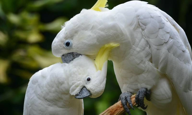 birds