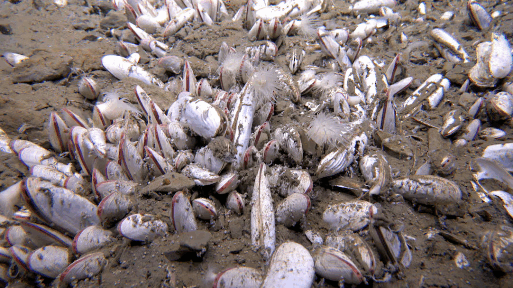 Scientists diving to astounding depths in two oceanic trenches in the northwest Pacific have discovered thriving communities of marine creatures that get their sustenance not by eating organic matter like most animals but by turning chemicals into energy.