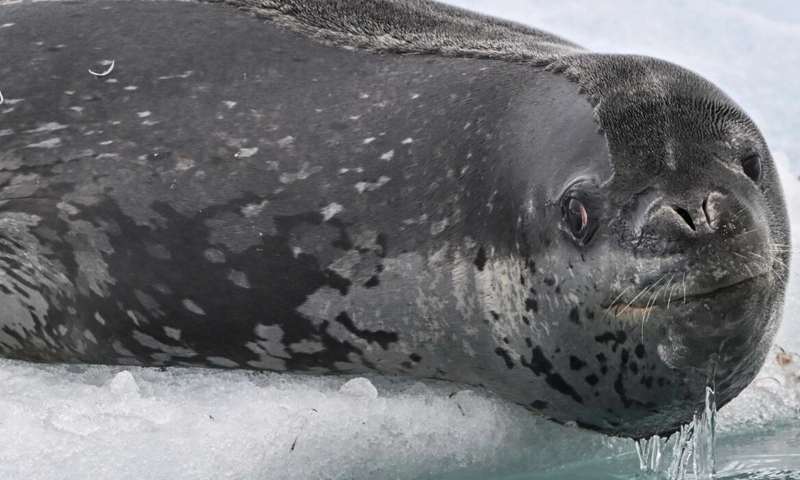 Seals
