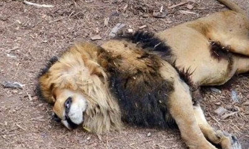 lion shot