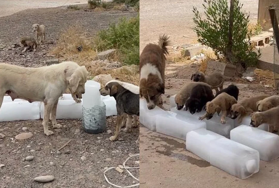 Iraq's heat