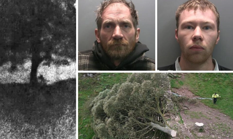 iconic UK tree