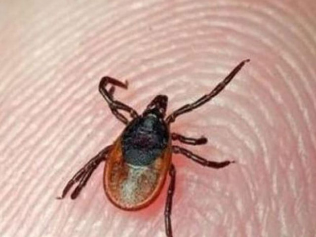 Congo virus in KP