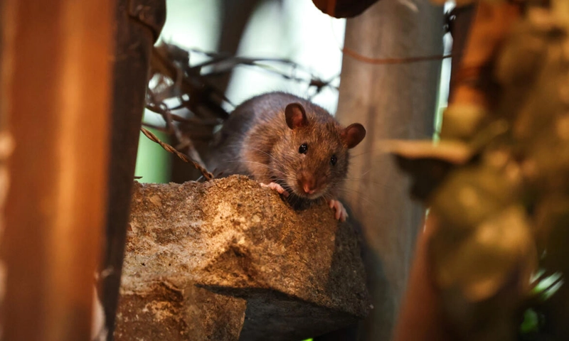 New York rat poulation