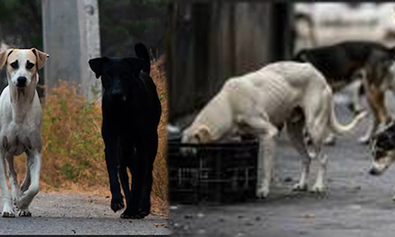 stray dogs