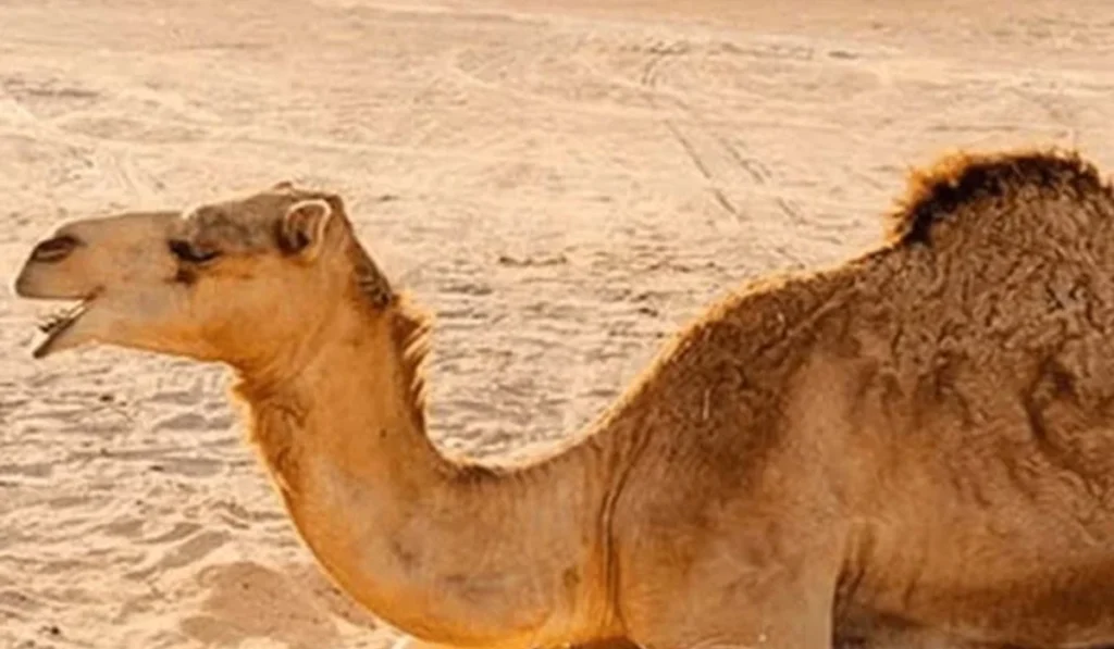 Camel Chandni