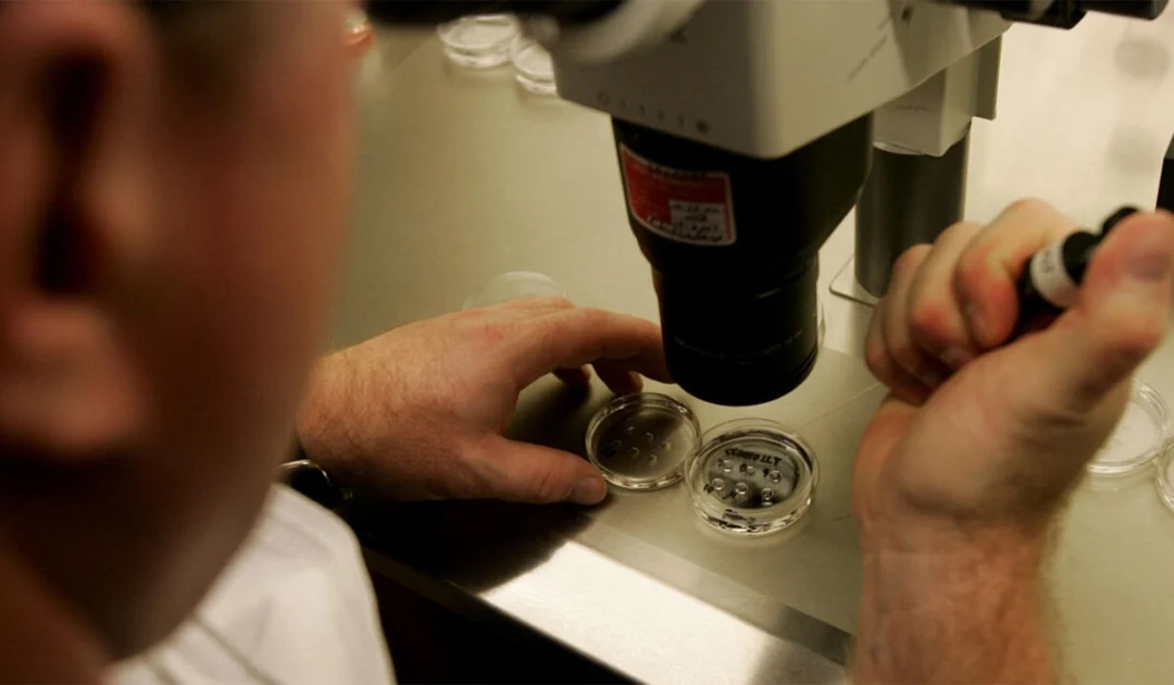 Human skin cells turned into fertilisable eggs for first time