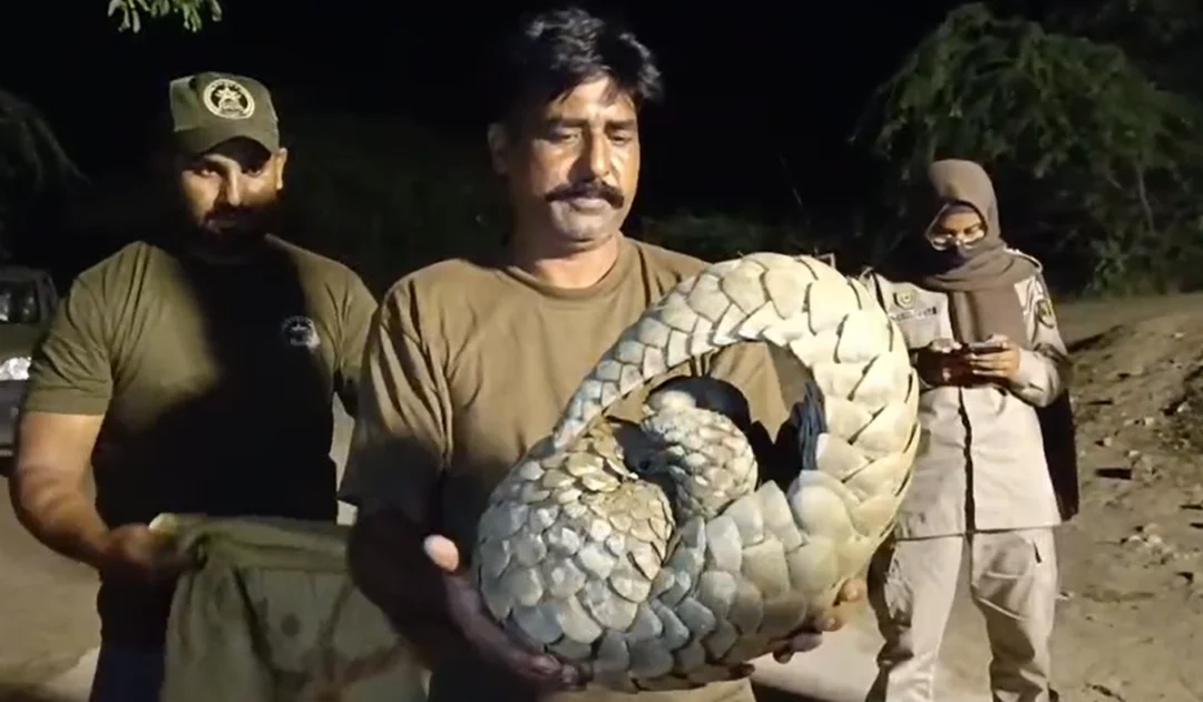 Pangolin rescued Kasur