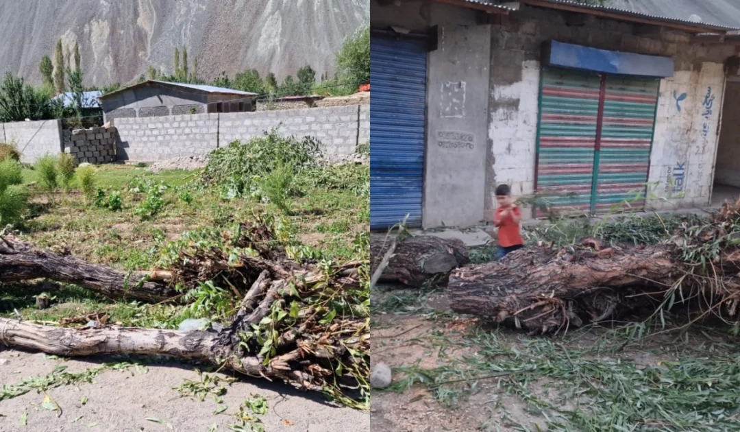 Yasin tree felling