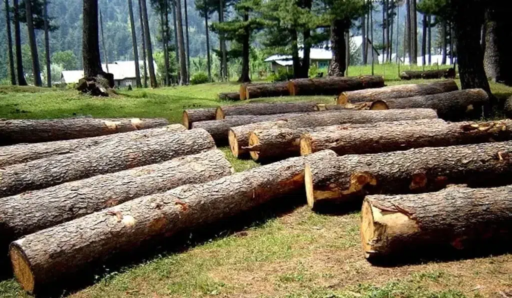 KP forest cutting