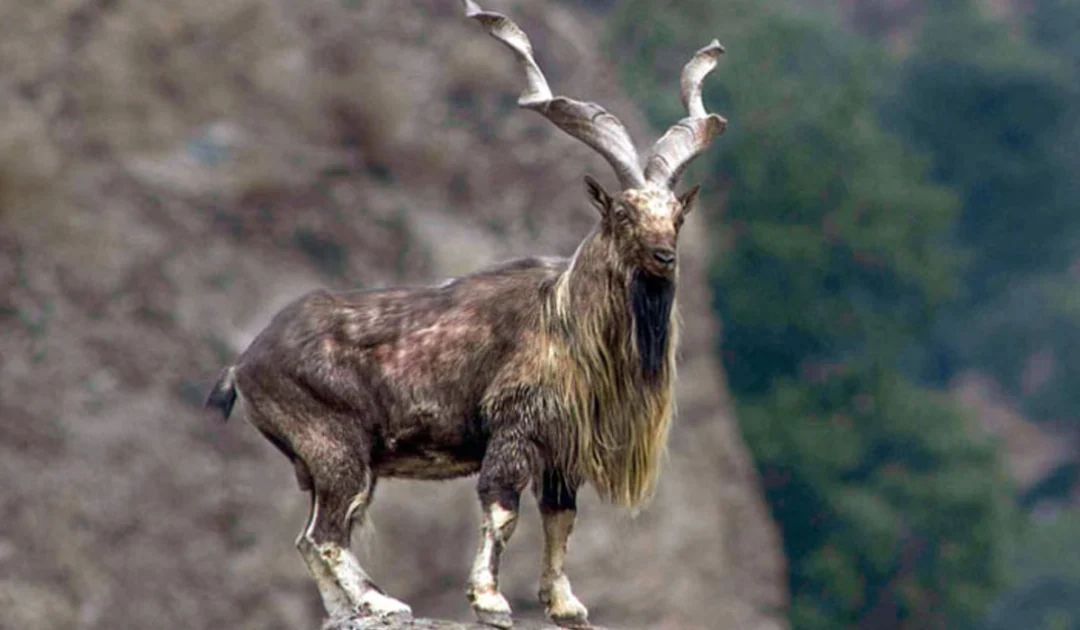 KP hunting permit