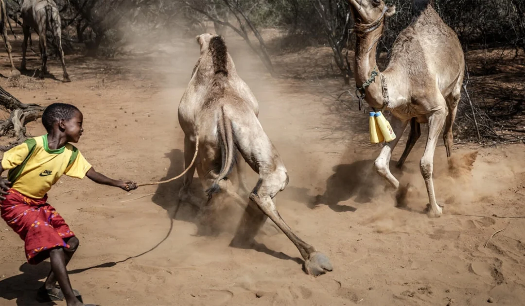 Climate change: Camels replace cows as Kenya battles drought