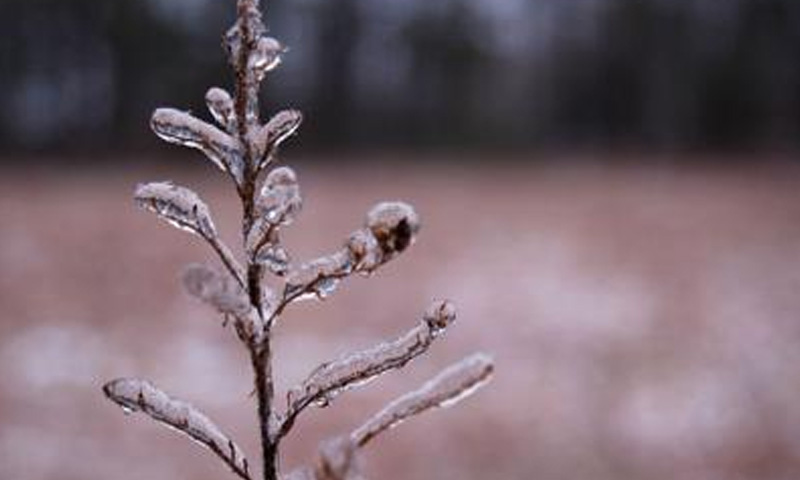 Freeze warning