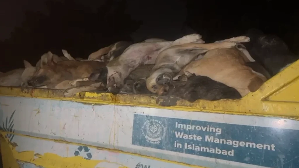 CDA accused of culling stray dogs