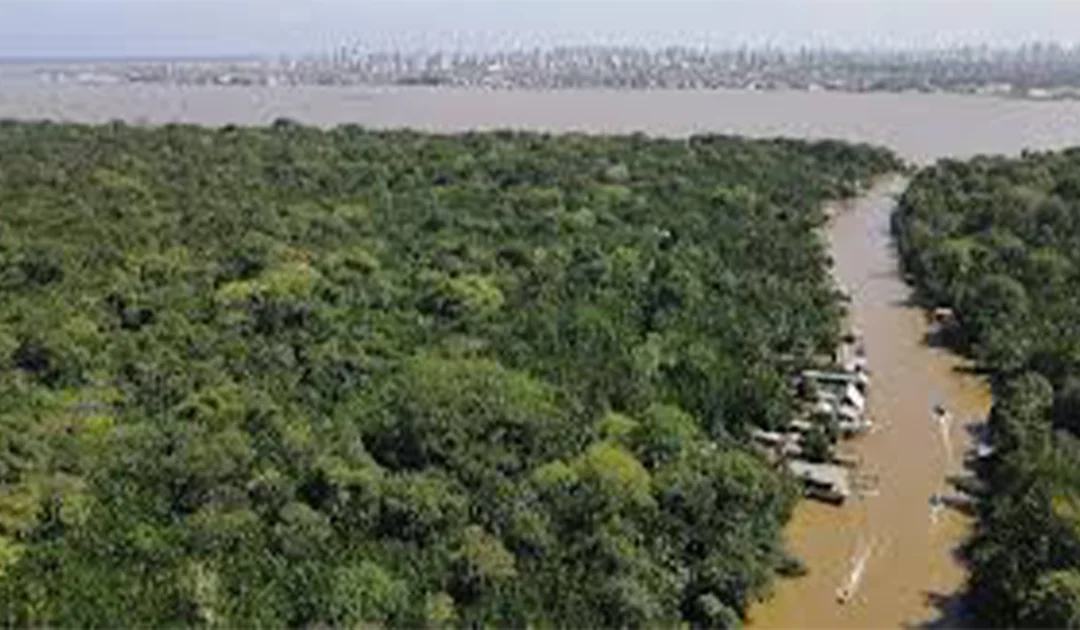 Life after climate change: Scientists starve trees of water