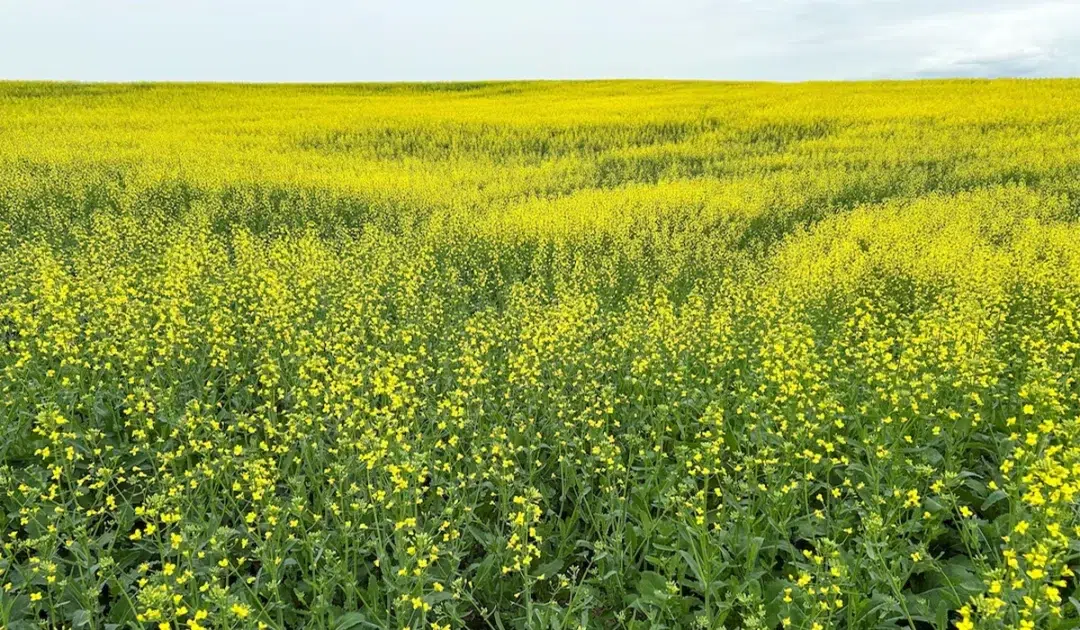 Pakistan agrees to import Canadian canola