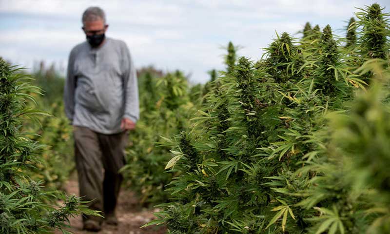 KP cuts licence fees for cannabis, hemp cultivation and processing