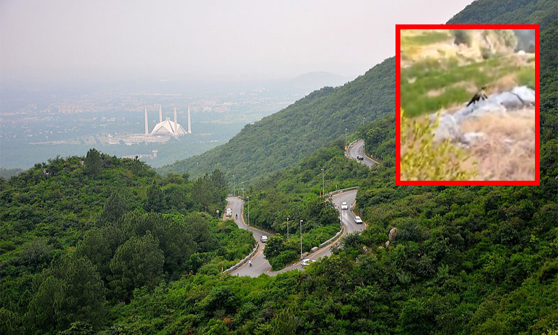 Rare yellow-throated marten spotted in Margalla hills national park