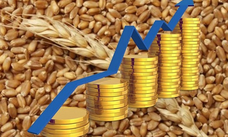 Pakistan shifts wheat strategy: 6.2mn tons reserved, private company to buy strategic stocks