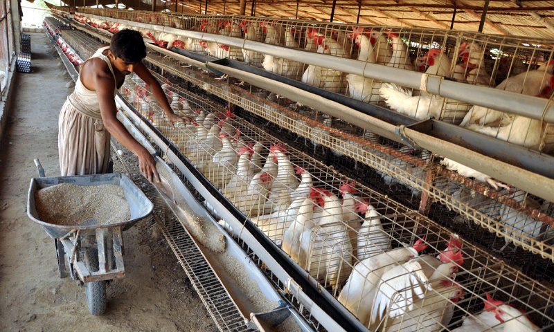 Poultry collusion fine could bring down chicken prices in Pakistan