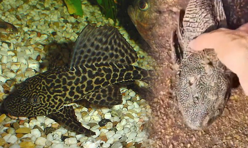 Invasive Amazon Sailfin Catfish