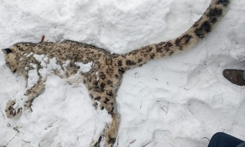 Snow leopard dies of natural causes in Chitral, autopsy finds